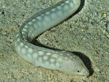 Sharptail Eel - Myrichthys breviceps - Cozumel, Mexico