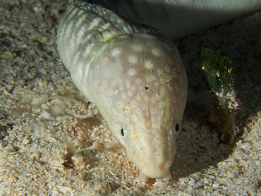 Sharptail Eel - Myrichthys breviceps - Cozumel, Mexico