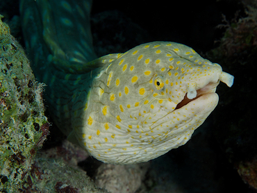 Sharptail Eel - Myrichthys breviceps - Bonaire