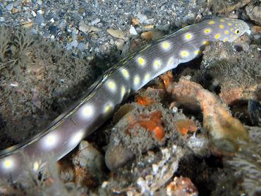 Sharptail Eel - Myrichthys breviceps - Palm Beach, Florida
