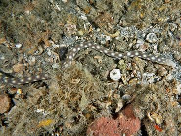 Sharptail Eel - Myrichthys breviceps - Palm Beach, Florida