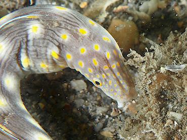 Sharptail Eel - Myrichthys breviceps - Palm Beach, Florida