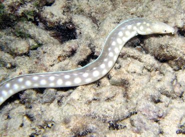 Sharptail Eel - Myrichthys breviceps - Bonaire