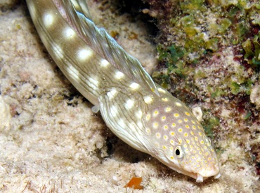 Sharptail Eel - Myrichthys breviceps - Bonaire