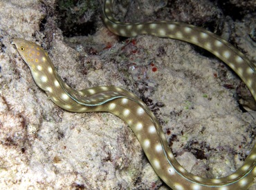 Sharptail Eel - Myrichthys breviceps - Bonaire