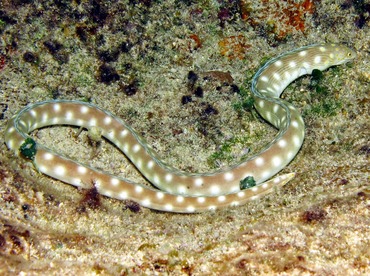 Sharptail Eel - Myrichthys breviceps - Cozumel, Mexico