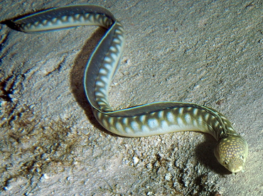 Sharptail Eel - Myrichthys breviceps - Cozumel, Mexico