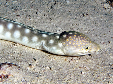 Sharptail Eel - Myrichthys breviceps - Cozumel, Mexico