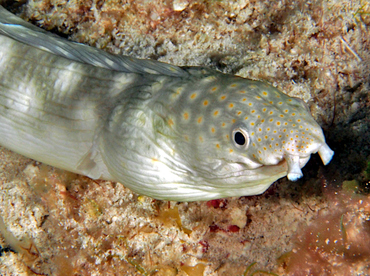 Sharptail Eel - Myrichthys breviceps - Cozumel, Mexico