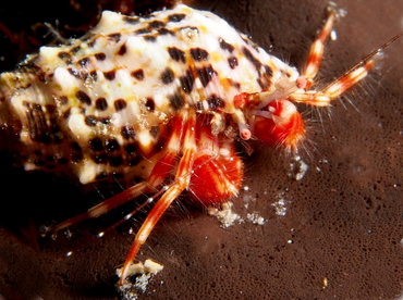 Shortfinger Hermit Crab - Pagurus brevidactylus - Turks and Caicos