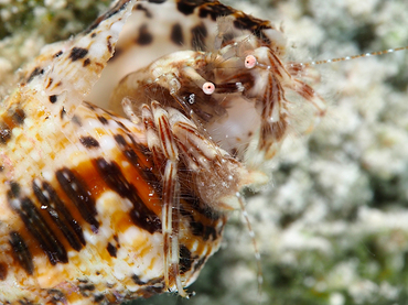 Shortfinger Hermit Crab - Pagurus brevidactylus - Turks and Caicos