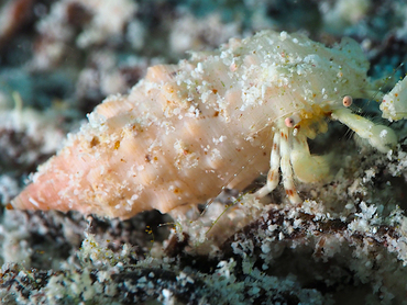 Shortfinger Hermit Crab - Pagurus brevidactylus - Bonaire