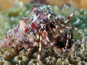 Shortfinger Hermit Crab - Pagurus brevidactylus - Bonaire