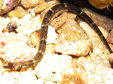 Shortfin Pipefish - Cosmocampus elucens - Cozumel, Mexico