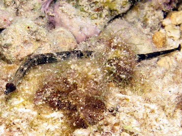 Shortfin Pipefish - Cosmocampus elucens - Cozumel, Mexico