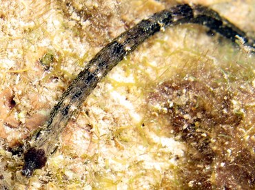 Shortfin Pipefish - Cosmocampus elucens - Cozumel, Mexico