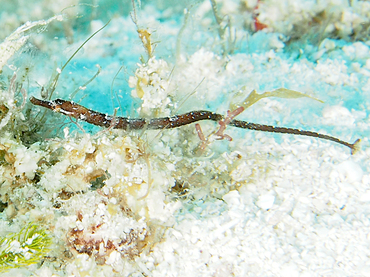 Shortfin Pipefish - Cosmocampus elucens - Cozumel, Mexico