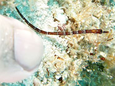 Shortfin Pipefish - Cosmocampus elucens - Cozumel, Mexico