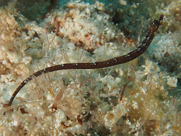 Shortfin Pipefish - Cosmocampus elucens - Cozumel, Mexico