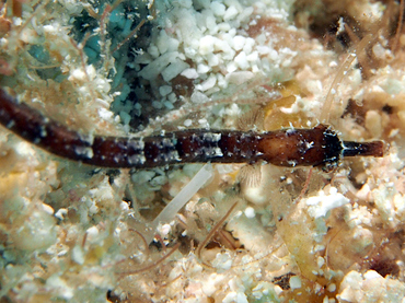 Shortfin Pipefish - Cosmocampus elucens - Cozumel, Mexico