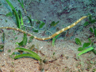 Short-Tailed Pipefish - Trachyrhamphus bicoarctatus - Dumaguete, Philippines