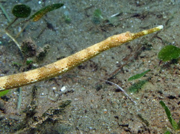 Short-Tailed Pipefish - Trachyrhamphus bicoarctatus - Dumaguete, Philippines