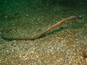 Short-Tailed Pipefish - Trachyrhamphus bicoarctatus - Lembeh Strait, Indonesia