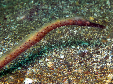 Short-Tailed Pipefish - Trachyrhamphus bicoarctatus - Lembeh Strait, Indonesia