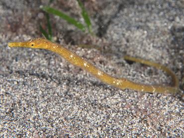 Short-Tailed Pipefish - Trachyrhamphus bicoarctatus - Komodo, Indonesia