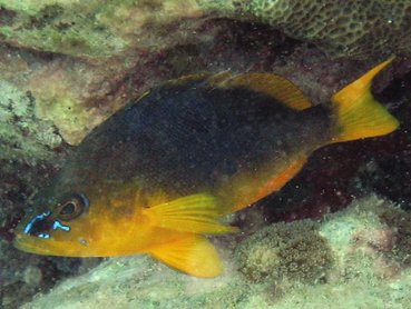 Shy Hamlet - Hypoplectrus guttavarius - St Kitts