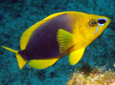 Shy Hamlet - Hypoplectrus guttavarius - Grand Cayman