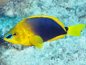 Shy Hamlet - Hypoplectrus guttavarius - Turks and Caicos