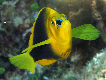 Shy Hamlet - Hypoplectrus guttavarius - Turks and Caicos