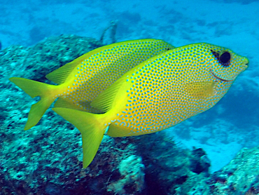 Coral Rabbitfish - Siganus corallinus - Great Barrier Reef, Australia