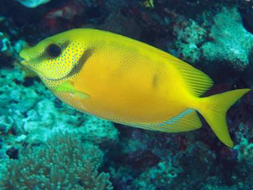 Coral Rabbitfish - Siganus corallinus - Lombok, Indonesia