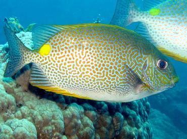 Golden Rabbitfish - Siganus guttatus - Dumaguete, Philippines