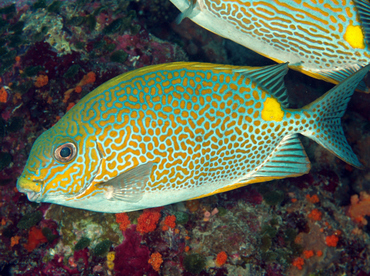 Golden Rabbitfish - Siganus guttatus - Wakatobi, Indonesia