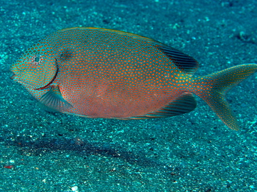 Goldspotted Rabbitfish - Siganus punctatus - Bali, Indonesia