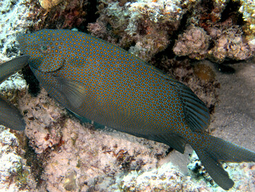 Goldspotted Rabbitfish - Siganus punctatus - Great Barrier Reef, Australia