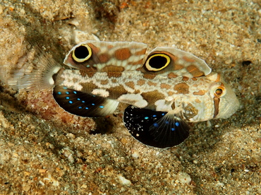 Signal Goby - Signigobius biocellatus - Anilao, Philippines