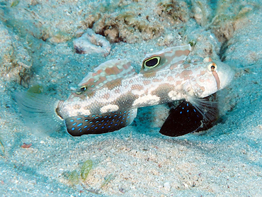 Signal Goby - Signigobius biocellatus - Great Barrier Reef, Australia