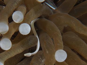 Mushroom Coral Pipefish - Siokunichthys nigrolineatus - Lombok, Indonesia