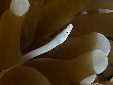 Mushroom Coral Pipefish - Siokunichthys nigrolineatus - Lombok, Indonesia