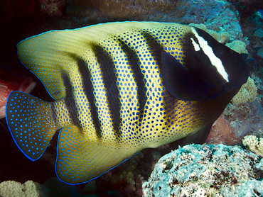 Six-Banded Angelfish - Pomacanthus sexstriatus - Great Barrier Reef, Australia