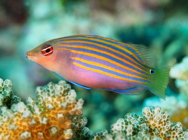 Sixstripe Wrasse - Pseudocheilinus hexataenia - Palau