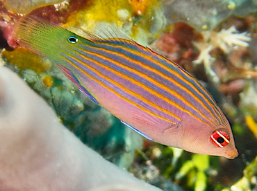 Sixstripe Wrasse - Pseudocheilinus hexataenia - Wakatobi, Indonesia