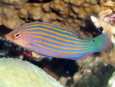 Sixstripe Wrasse - Pseudocheilinus hexataenia - Great Barrier Reef, Australia