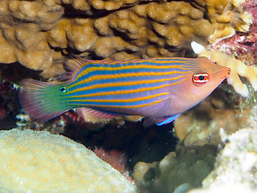 Sixstripe Wrasse - Pseudocheilinus hexataenia - Great Barrier Reef, Australia