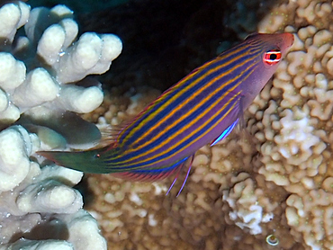 Sixstripe Wrasse - Pseudocheilinus hexataenia - Great Barrier Reef, Australia