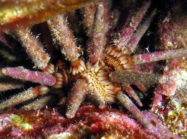 Slate Pencil Urchin - Eucidaris tribuloides - Grand Cayman